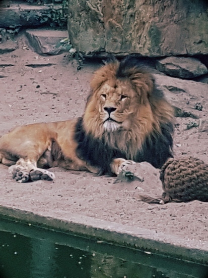 Lion