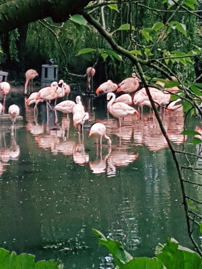 Flamingos2