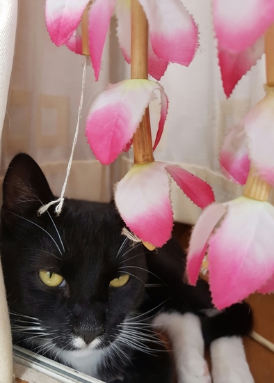 Behind the curtains Boris