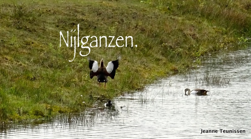 Nijlganzen