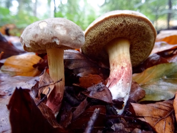 Roodsteelfluweelboleet.