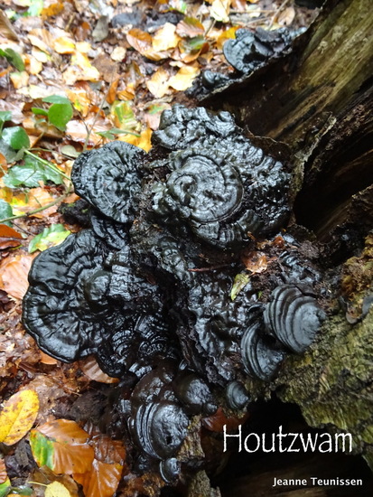 Houtzwam