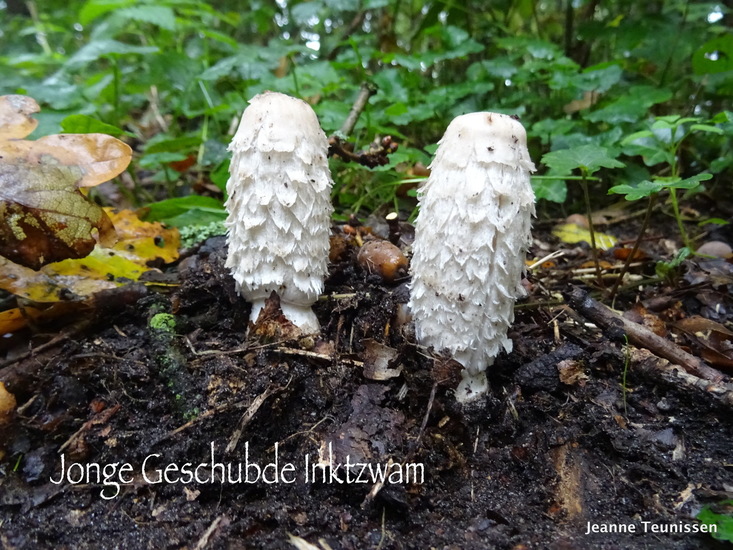 Jong geschubde inktzwam