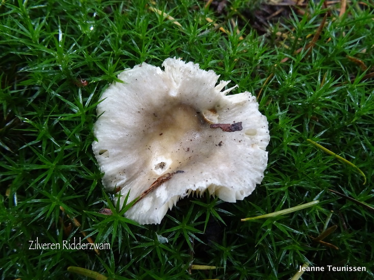 Zilveren Ridderzwam