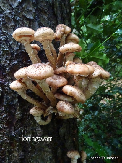 Honingzwam