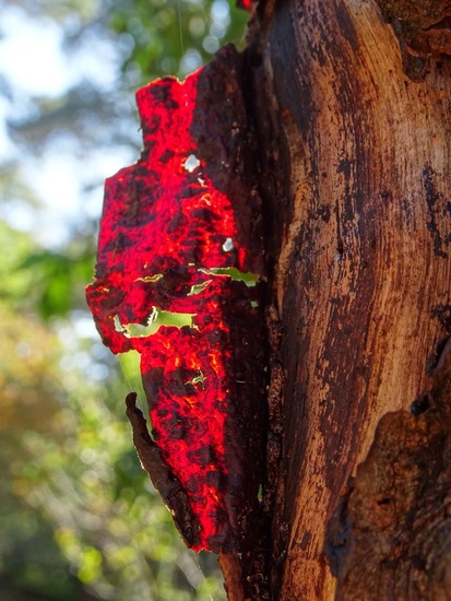 Zonlicht door schors