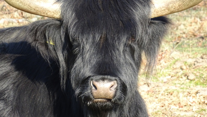 Zwarte Hooglander