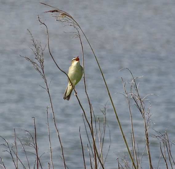 Mei 2015 Tiengemeten.