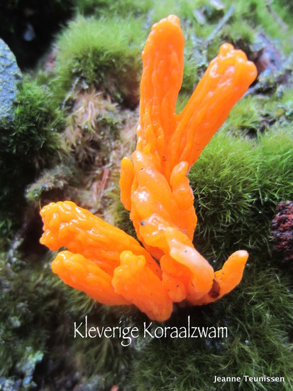 Kleverige Koraalzwam.