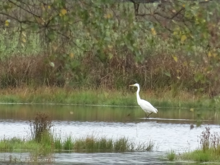 Witte Reiger.