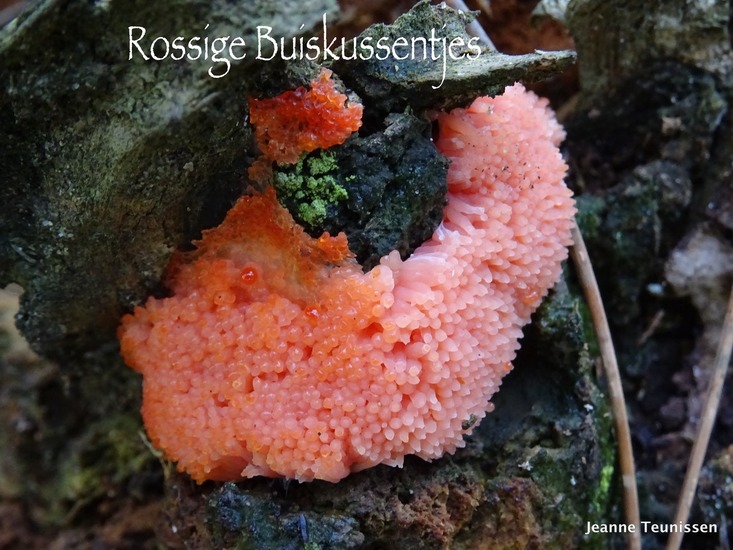 Rossige Buiskussentjes.