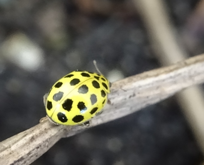 Citroenlieveheersbeestje.