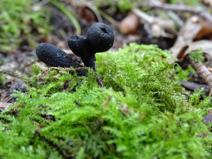 Zwarte Truffelknotszwam.