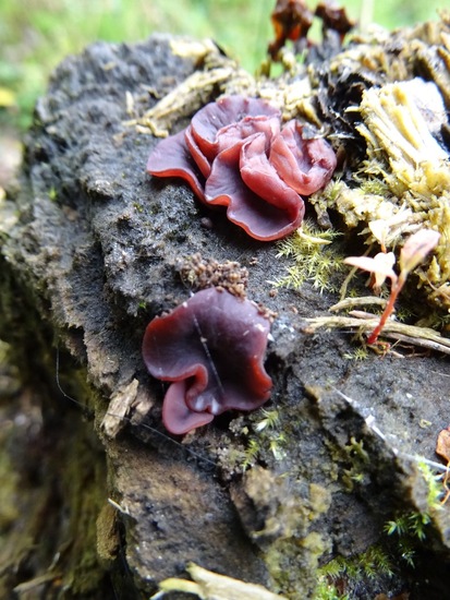 Paars Knoopzwammetje.