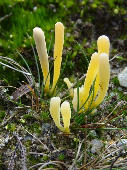 Gele Heideknotszwam.