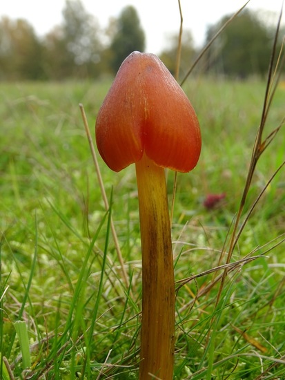 Zwartwordende Wasplaat.