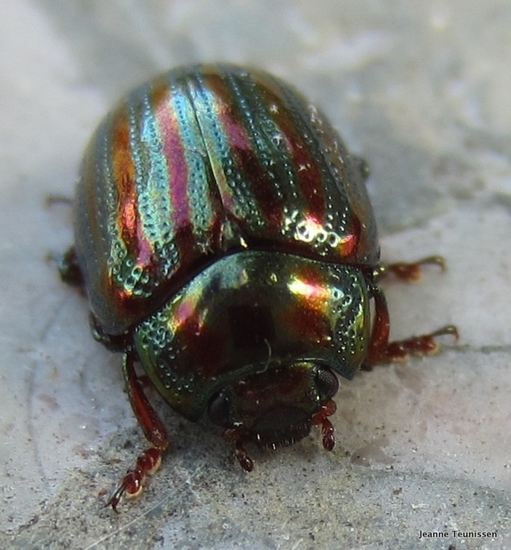 Rozemarijngoudhaantje.