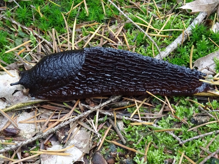 Zwarte Aardslak.