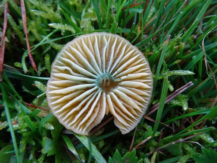 Hoed van de Papegaaizwam.