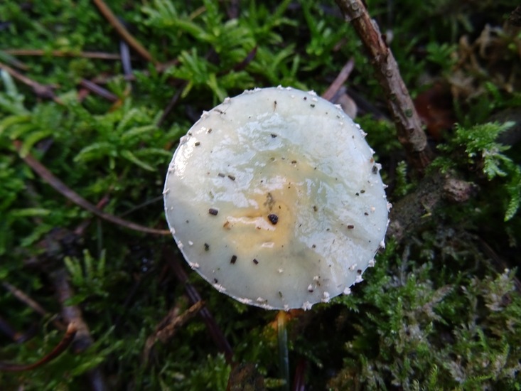 Valse Kopergroenzwam.