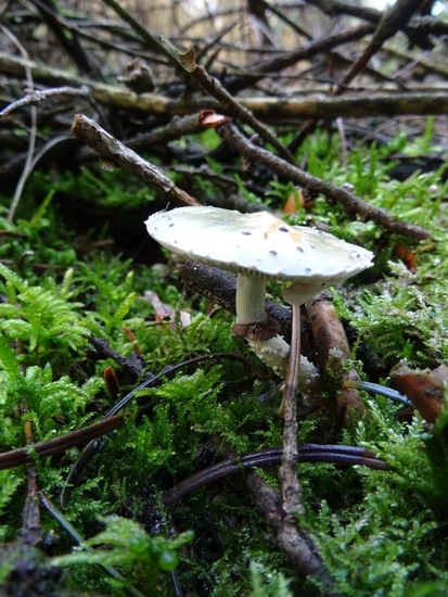 Valse Kopergroenzwam.