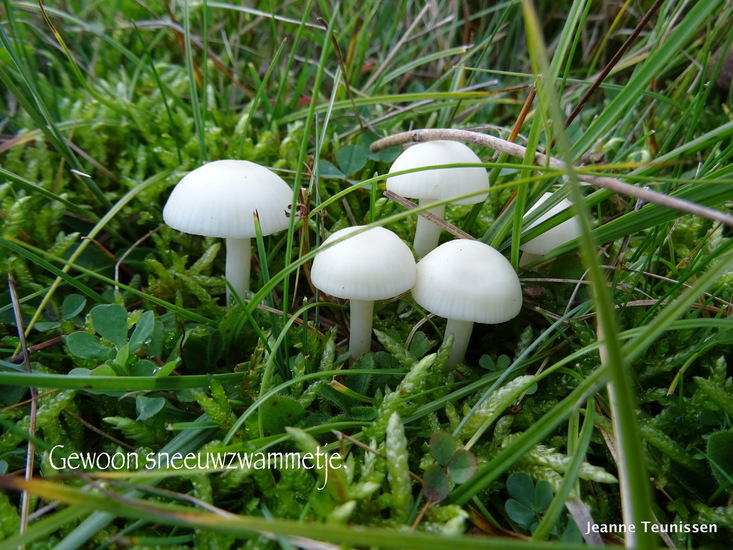 Gewoon Sneeuwzwammetje.