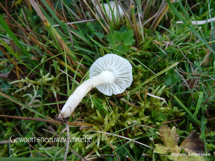 Gewoon Sneeuwzwammetje.