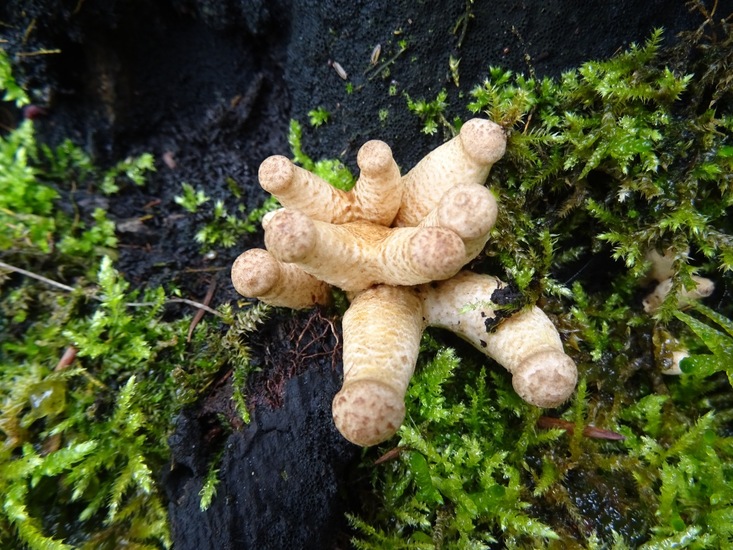 Jonge sombere honingzwam.