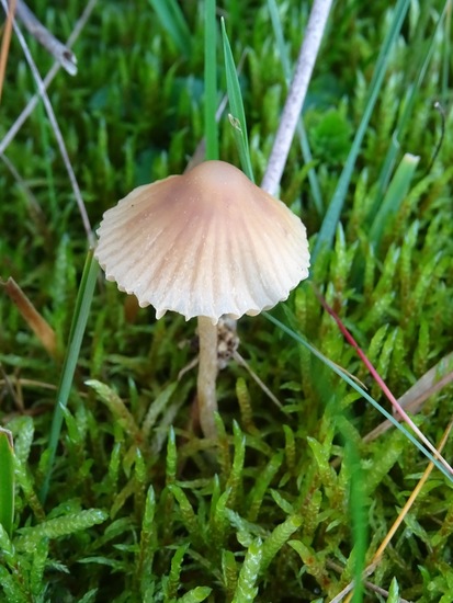 Mycena.