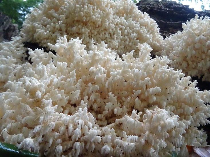 Kammetjesstekelzwam.