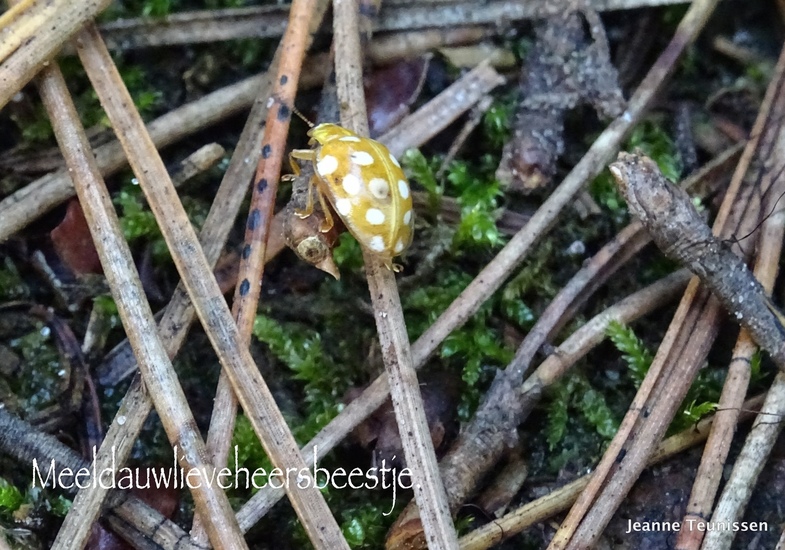 Meeldauwlieveheersbeestje.