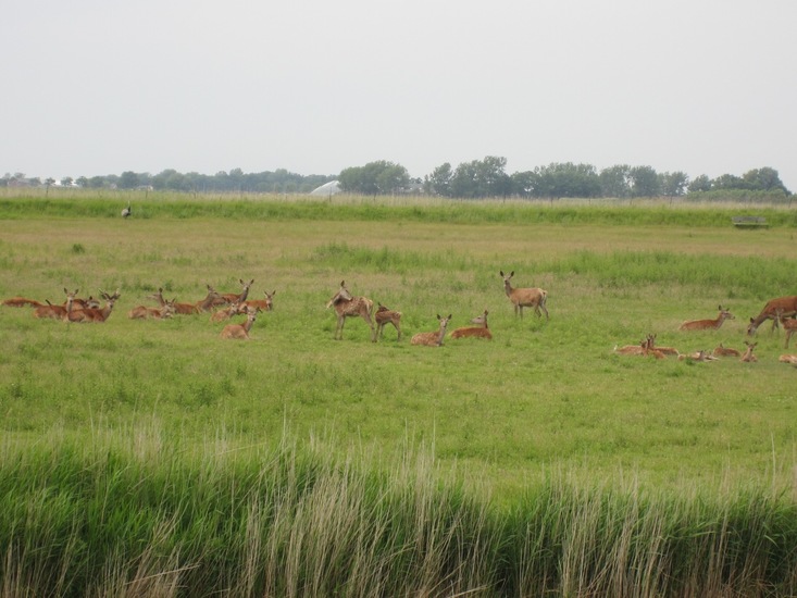 Hertjes bij Den Helder.