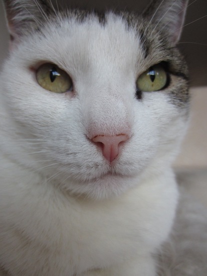 Annabel is uit het asiel gehaald.