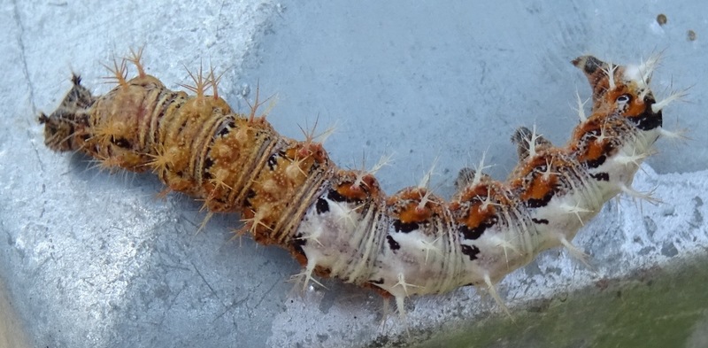 Rups van de Gehakkelde Aurelia.