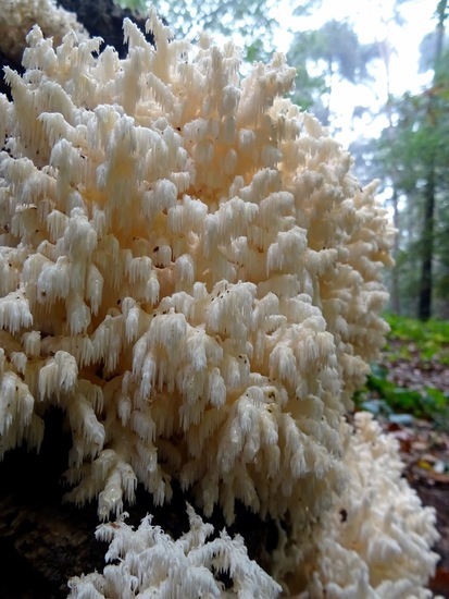 Kammetjesstekelzwam.