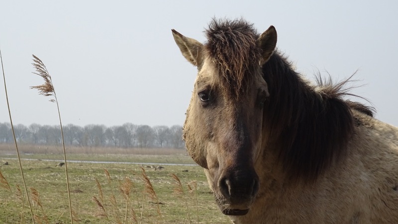 Wild paard.
