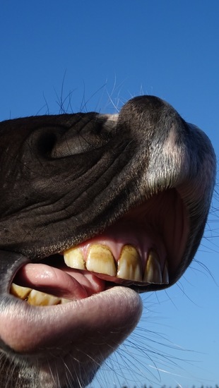 Trots op zijn gebitje.