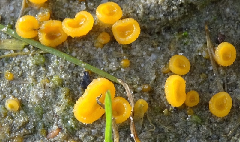 Gesteeld stippelschijfje.