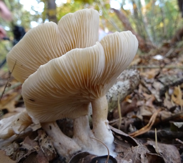 Grote Bostrechterzwam.