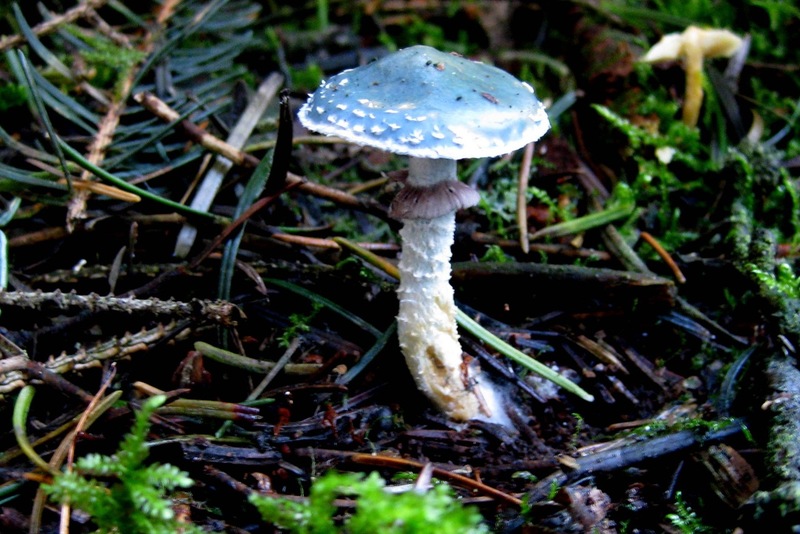 Echte Kopergroenzwam.