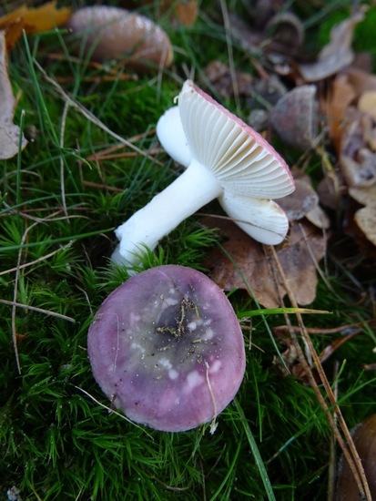 Russula.