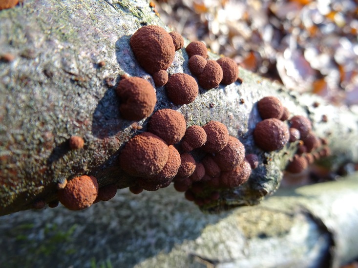 Roestbruine Kogelzwam.