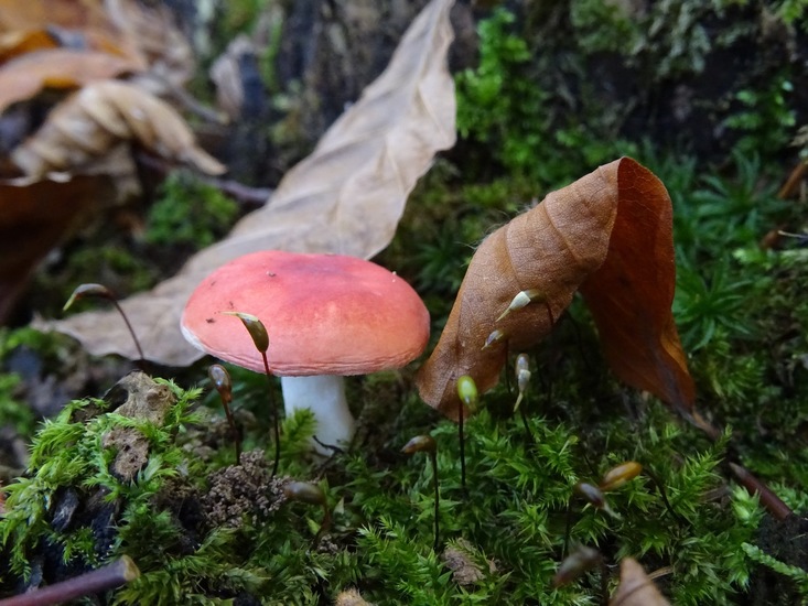 Braakrussula.