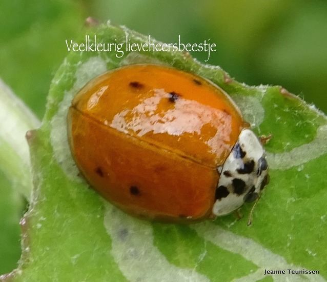 Lieveheersbeestje.