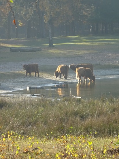 Hooglanders in zacht licht.
