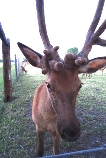 Flinke man. (Hulten)