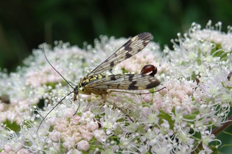 Weideschorpioenvlieg.