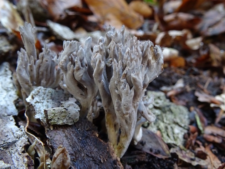 Paarsbruine Koraalzwam.