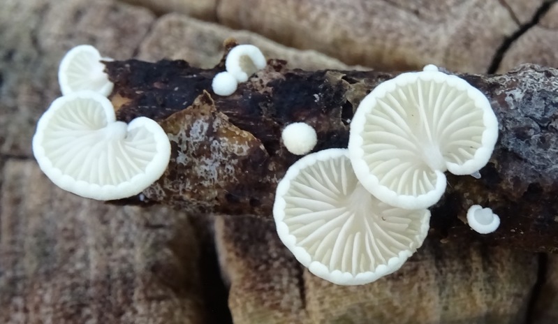 Dennenschelpzwammetje.