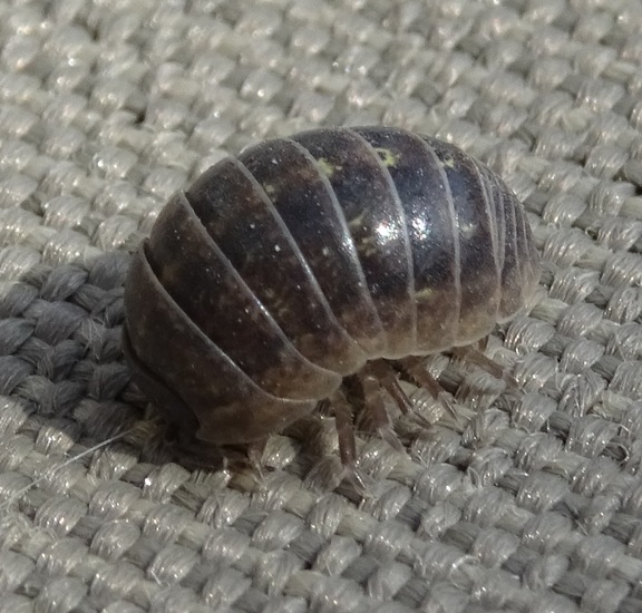 Gewone Oprolpissebed.